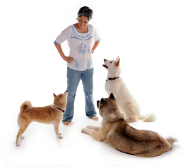 Los Angeles Dog Trainer, Dorna Sakurai